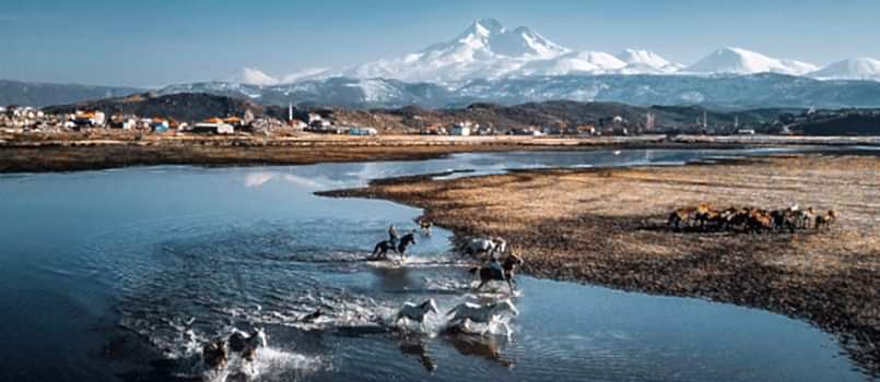 Hürmetçi yaban at turu